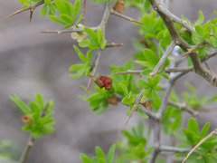 Lycium ferocissimum