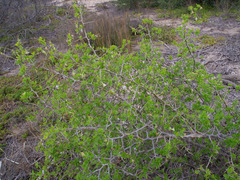 Lycium ferocissimum