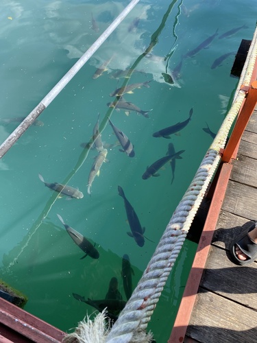Golden shark (Leptobarbus hoevenii) — Cyprinidae — 5