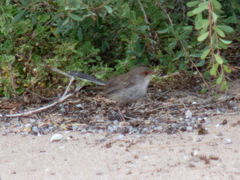 Malurus cyaneus