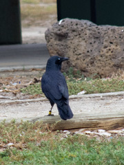 Corvus mellori