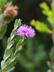 Melaleuca nesophila