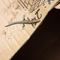 Vanuatu Snake-Eyed Skink photo 5