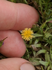 Microseris elegans