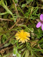 Microseris elegans