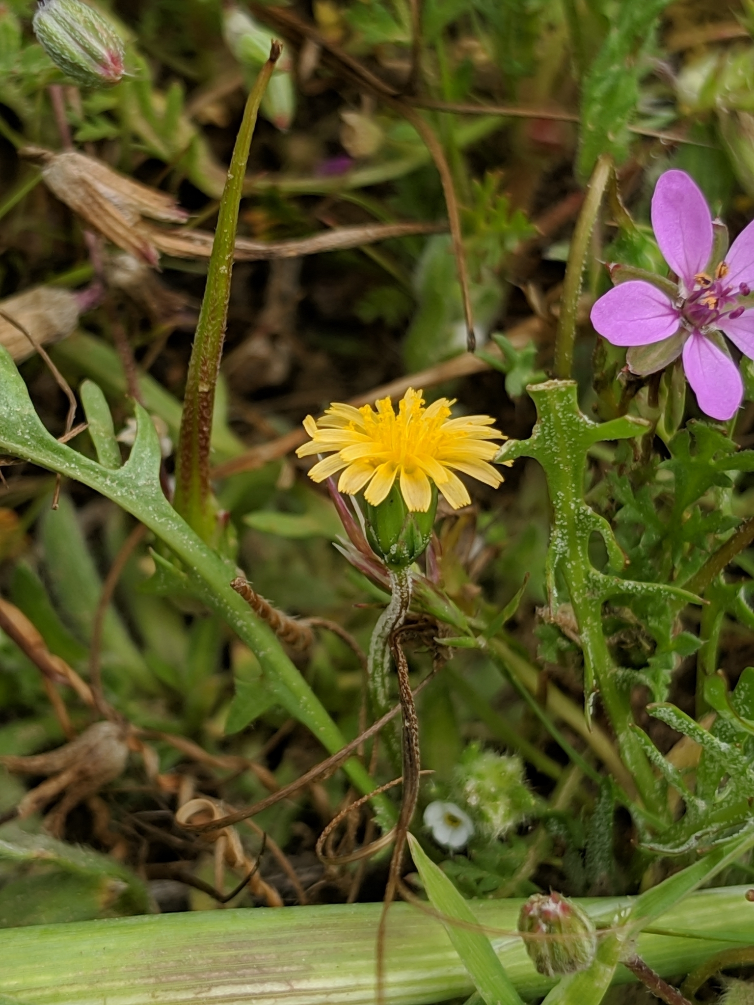 Microseris elegans