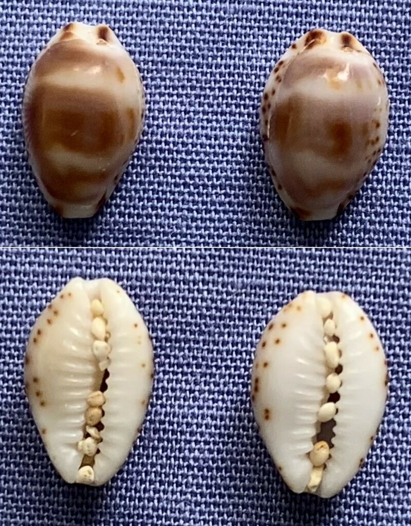 Bistolida owenii