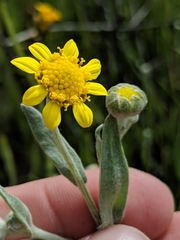 Monolopia stricta
