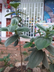 Pleroma