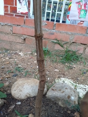 Pleroma