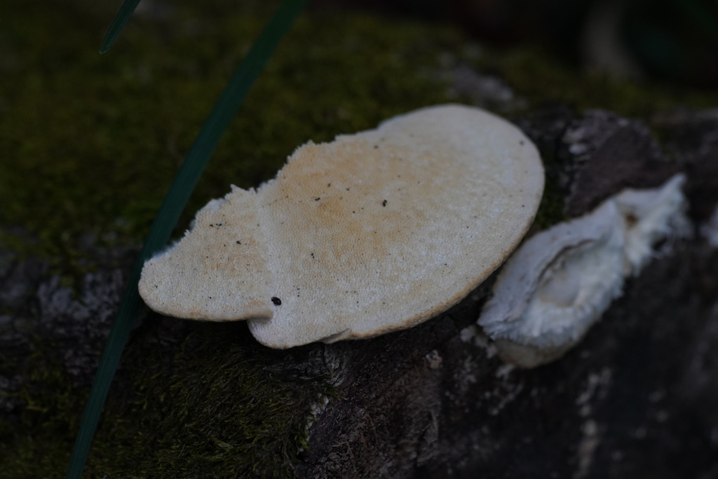 Trametes orientalis · November 2023 · photo: © tbc_watanabe (iNaturalist, cc-by)