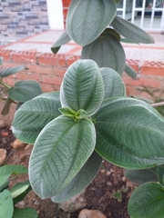 Pleroma