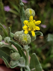 Monolopia stricta