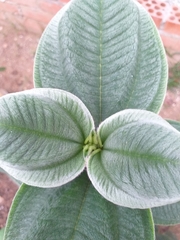 Pleroma