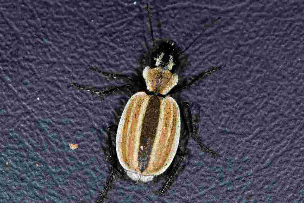Graphipterus suturiger