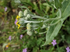 Monolopia stricta