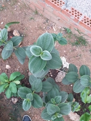 Pleroma