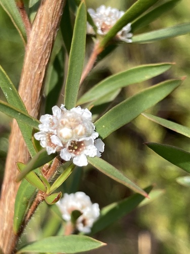 Taxandria linearifolia (DC.) J.R.Wheeler & N.G.Marchant