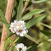 Taxandria linearifolia - Photo (c) pimelea, some rights reserved (CC BY-NC), uploaded by pimelea