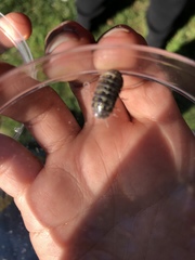 Armadillidium vulgare