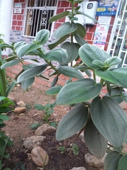 Pleroma