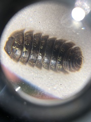 Armadillidium vulgare