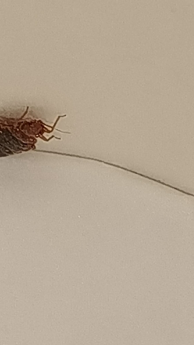 Photo of Common Bed Bug (Cimex lectularius)