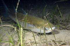 Golden Grey Mullet photo 2