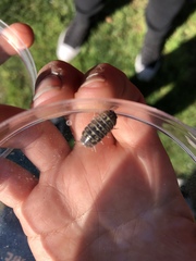 Armadillidium vulgare