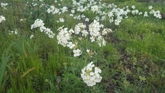 Erysimum franciscanum