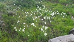 Erysimum franciscanum