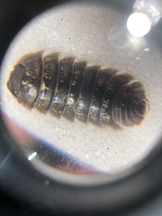 Armadillidium vulgare