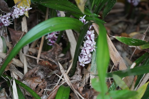 Image of Reineckea carnea by (c) WATANABE Hitoshi 渡辺仁, some rights reserved (CC BY)