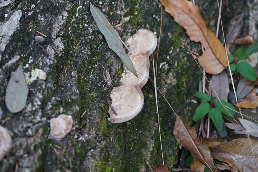Trametes orientalis · November 2023 · photo: © tbc_watanabe (iNaturalist, cc-by)