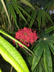 Jatropha multifida