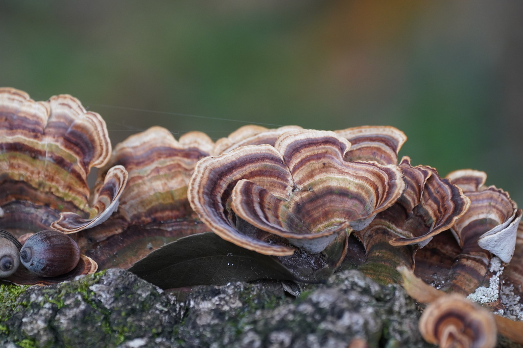 Microporus affinis · November 2023 · photo: © tbc_watanabe (iNaturalist, cc-by)