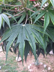 Jatropha multifida