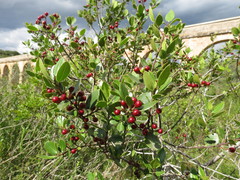 Rhamnus alaternus