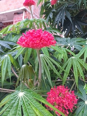 Jatropha multifida