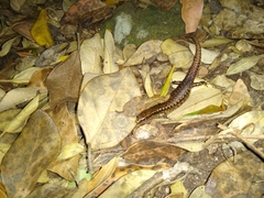 Lord Howe and Norfolk Islands Skink photo 3
