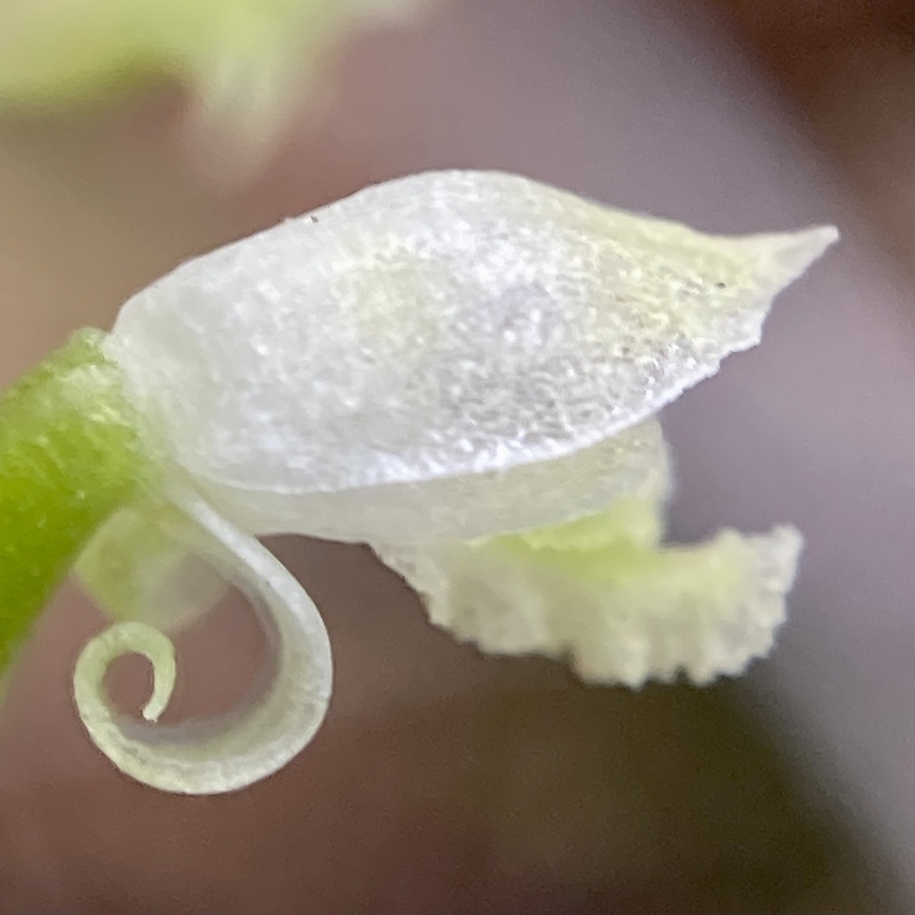 Microtis alba