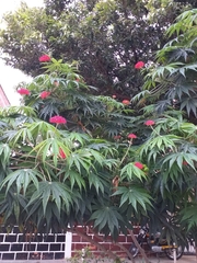 Jatropha multifida