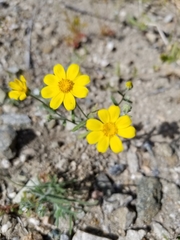 Eriophyllum ambiguum