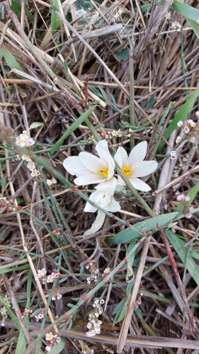 Image of Crocus aleppicus by (c) אריאל שמיר, some rights reserved (CC BY)