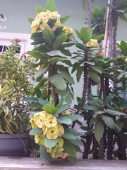 Euphorbia milii