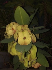 Euphorbia milii