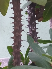 Euphorbia milii