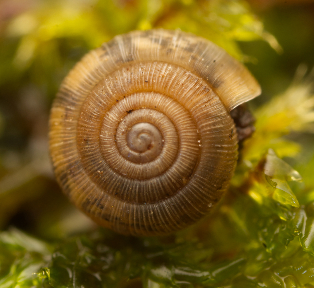 Oreomava