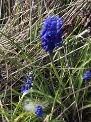 Muscari armeniacum