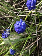 Muscari armeniacum